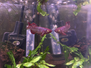 Notobranchius Korthausae Red (3 foto / 3)