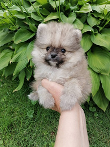 Померанский шпиц