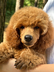 TWO MINIATURE POODLE MALES AVAILABLE FOR PURCHASE (4 foto / 4)
