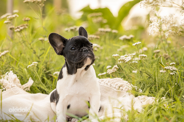 Обворожительный щенок французского бульдога (фото #2)
