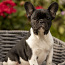 Обворожительный щенок французского бульдога (фото #4)