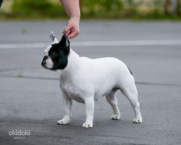 Обворожительный щенок французского бульдога (фото #7)