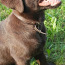 Labradorin pentu (valokuva #2)