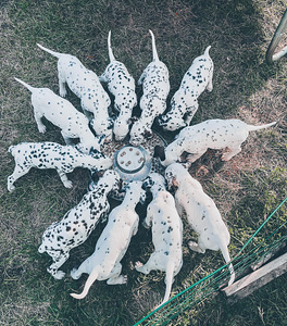 Dalmatiankoiran pennut (2 valokuva sivusta 3)