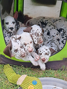 Dalmatian koiran pennut (3 valokuva sivusta 4)