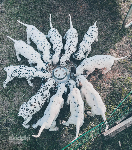 Dalmatian koiran pennut (valokuva #4)