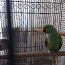 Ожереловый попугай+клетка (фото #1)