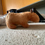 Müüa mini kapibara (foto #4)