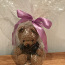 Вязанный мишка Тедди, в ретро стиле (фото #2)