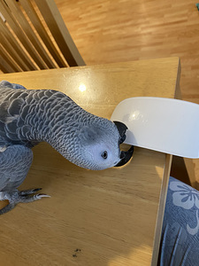 Žako hallpapagoi puuriga (8 foto / 9)
