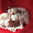 Donas sfinksa kaķēni (foto #1)