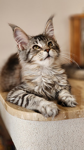 Котята Мейн Кун (2 фото из 3)