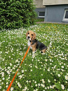 Beagle 4,5 kk (1 valokuva sivusta 4)