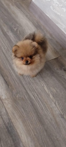 Pomeranian kutsikas (3 foto / 3)