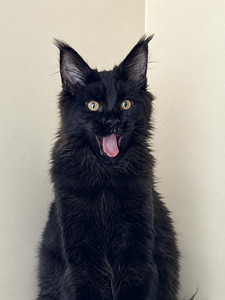 Maine Coon (9 foto / 10)