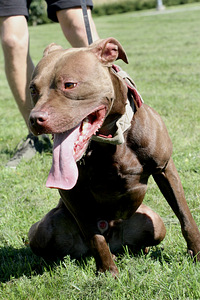 Paaritamiseks soovitan isase pitbull terjeri pitbulli (2 foto / 6)