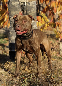 Paaritamiseks soovitan isase pitbull terjeri pitbulli (5 foto / 6)