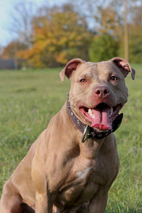Paaritamiseks soovitan isase pitbull terjeri pitbulli (4 foto / 6)