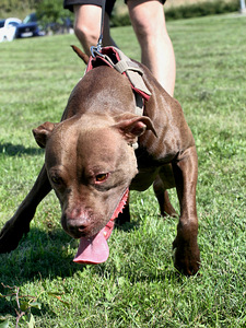 American Pit Bull Terrier -pennut kennelistä (3 valokuva sivusta 5)