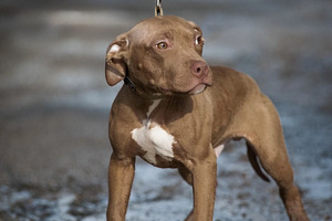 American PitBull -pennut kennelistä (1 valokuva sivusta 3)