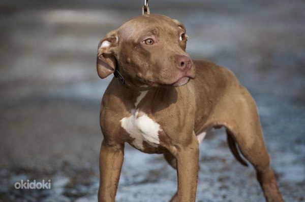 American Pit Bull Terrier -pennut kennelistä