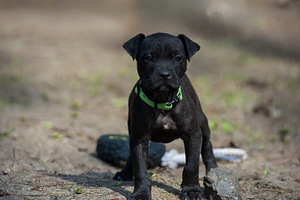 American PitBull -pennut kennelistä (3 valokuva sivusta 3)