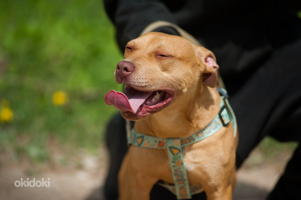 American PitBull -pennut kennelistä