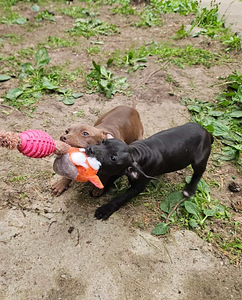 American PitBull -pennut kennelistä (3 valokuva sivusta 5)