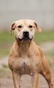 American PitBull -pennut kennelistä (5 valokuva sivusta 5)