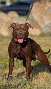 Pitbulio šuniukai (3 nuotrauka iš 6)