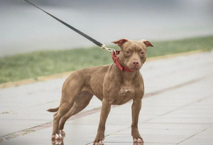 Pitbulio šuniukai (6 nuotrauka iš 6)