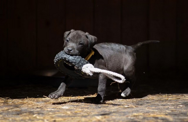 Amerikāņu pitbulterjera kucēni