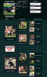 Ameerika bully (8 foto / 8)