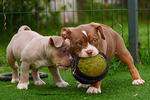 Ameerika bully (2 foto / 10)