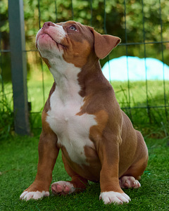 Ameerika bully (4 foto / 10)