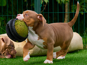 Ameerika bully (6 foto / 10)