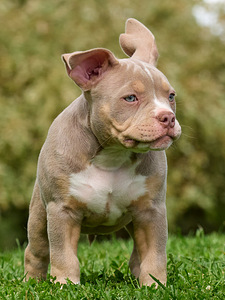 Ameerika bully (7 foto / 10)