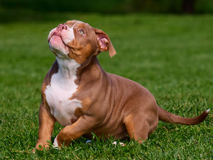 Ameerika bully (8 foto / 10)