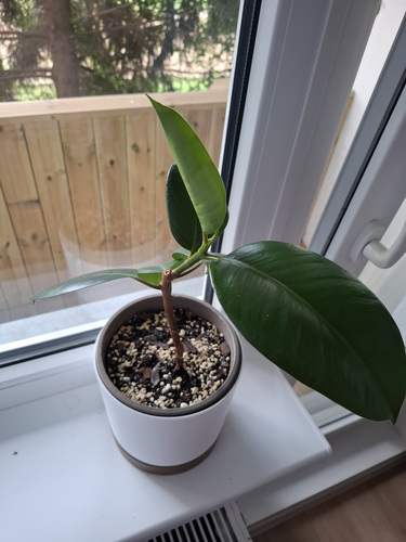 Ficus elastica