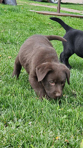 Labradori retriiver (1 foto / 10)