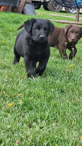 Labradori retriiver (2 foto / 10)