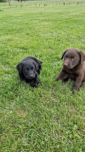 Labradori retriiver (3 foto / 10)