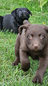 Labradori retriiver (6 foto / 10)