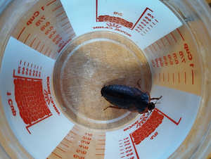 Dubia prussakad erinevas suuruses (5 foto / 6)