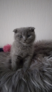 Скоттиш фолд и страйт (2 фото из 4)