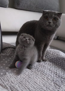 Scottish fold ja sirged kassipojad (2 foto / 9)