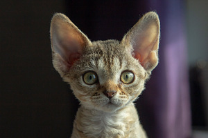 Devon rex (4 foto / 4)