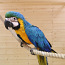 Kinkekaart (30-50-100 euro) "Papagoide Paradiis" (foto #5)