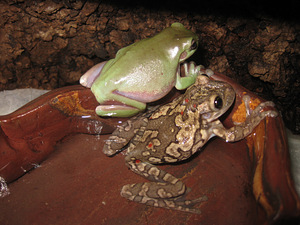 Kokvarde (2 foto no 5)