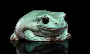 Litorija (1 foto no 8)